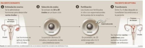 ¿Qué es la Ovodonación? - Donación de Óvulos 8 en que consiste la ovodonacion o donacion de ovulos