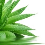 Aloe vera contra el acné 12 aloe vera